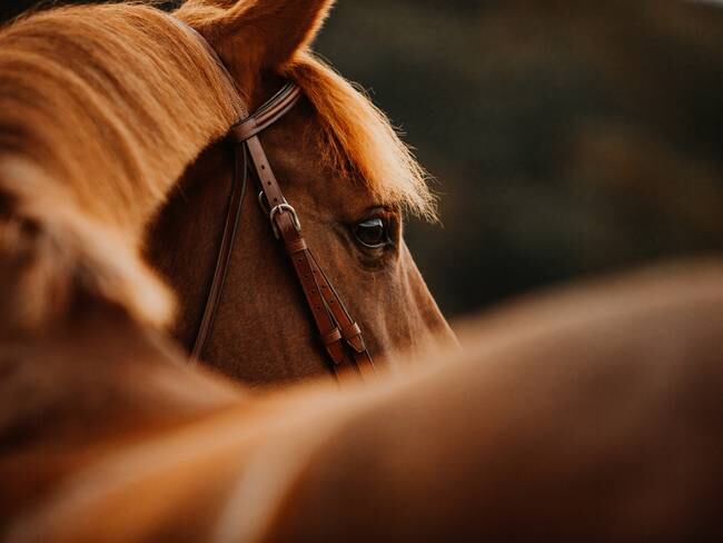 El mundo equino en Qatar: caballos exhibidos por su belleza