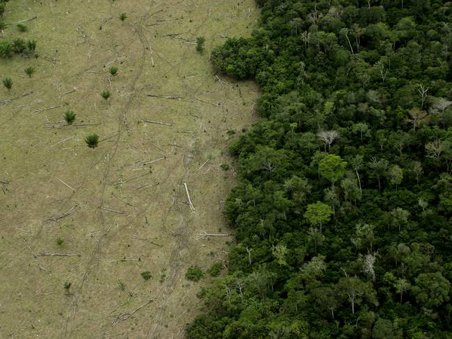 El 17% de bosques amazónicos han sido degradados