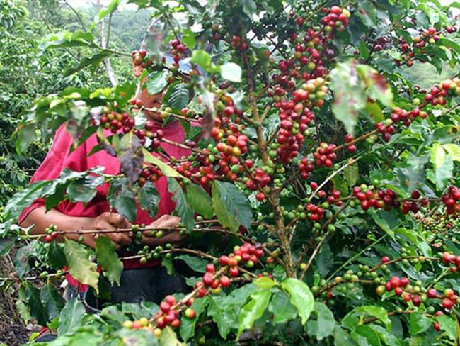 Según la Federación Nacional de Cafeteros, la producción de café cayó en agosto. Foto: Colprensa