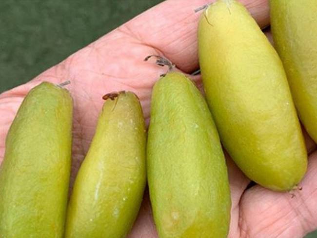 Bilimbi, Vinagrillo (Averrhoa bilimbi)  fruta que crece en Colombia. Foto: Instagram