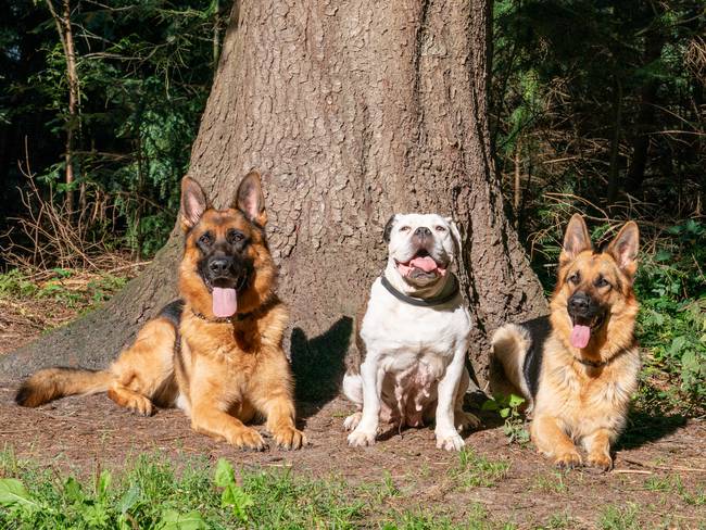 Un bulldog inglés y dos pastores alemanes en el parque (Foto vía Getty Images)