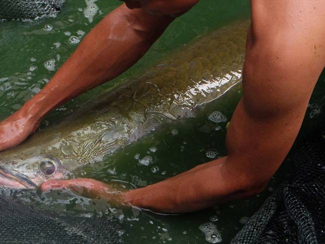 Armada incautó más de cinco toneladas de pescado en Leticia, Amazonas. Foto: Getty