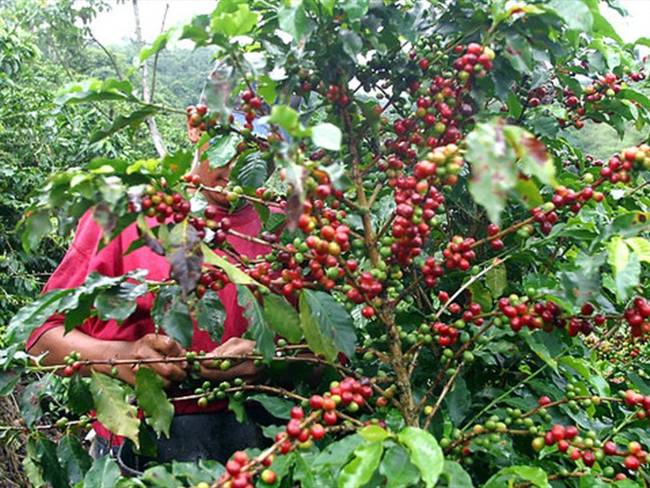Confiamos en que el gobierno le va a dar al sector café la importancia que merece: Vélez. Foto: Colprensa