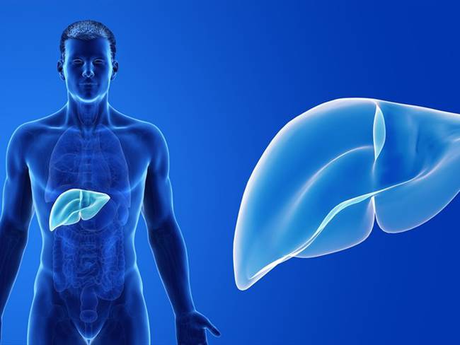 Investigadores crean técnica para producir hígados humanos en laboratorios . Foto: Getty Images