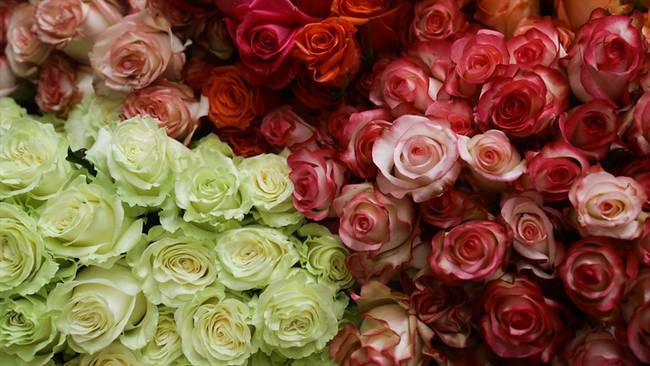 Colombia y sus cuentas en exportación de flores para la celebración de “San Valentín”. Foto: Colprensa