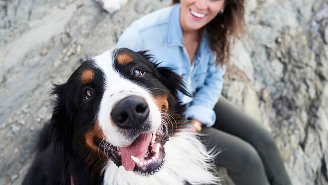 Imagen de referencia perro feliz. Foto: Getty