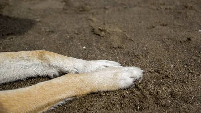 Imagen de referencia de un perro. Foto: Kinga Krzeminska/Getty Images