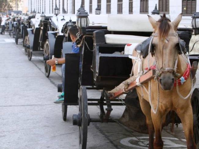 Desde hace 50 años viene operando el servicio de caballos cocheros en Cartagena. Crédito: Foto/Cortesía Colprensa.