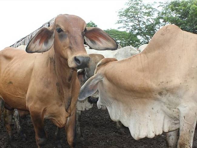 Diplomacia sanitaria salva dos mercados importantes para la ganadería nacional. Foto: Colprensa