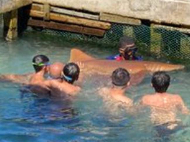 Prieto registra el sometimiento a estos tiburones en una improvisada piscina en esta isla de Cartagena.. Foto: Twitter