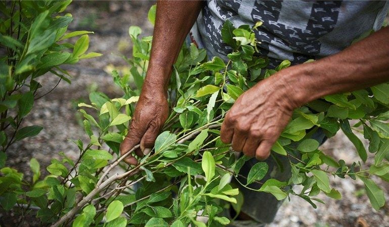 Gobierno busca regular cultivos de coca con fines médicos, científicos e industriales