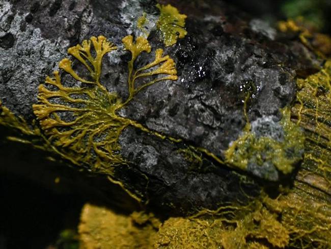 physarum polycephalum, extraña criatura sin cerebro y 720 sexos. Foto: Getty Images