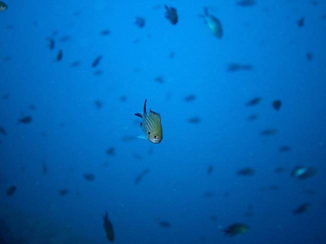 Alertan en COP25 que la pérdida de oxígeno se suma a las amenazas para los océanos. Foto: