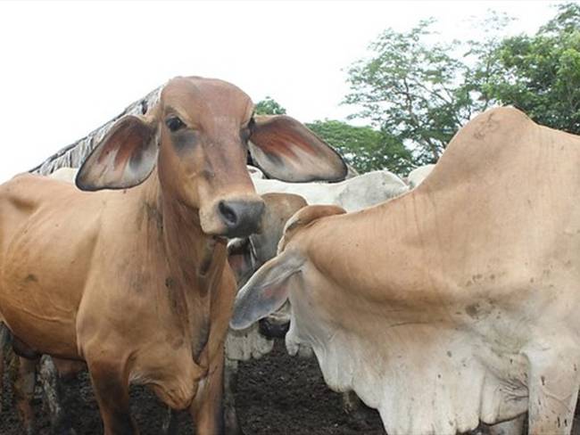 Así busca MinAgricultura ayudar a que ganaderos afronten temporadas secas. Foto: Colprensa