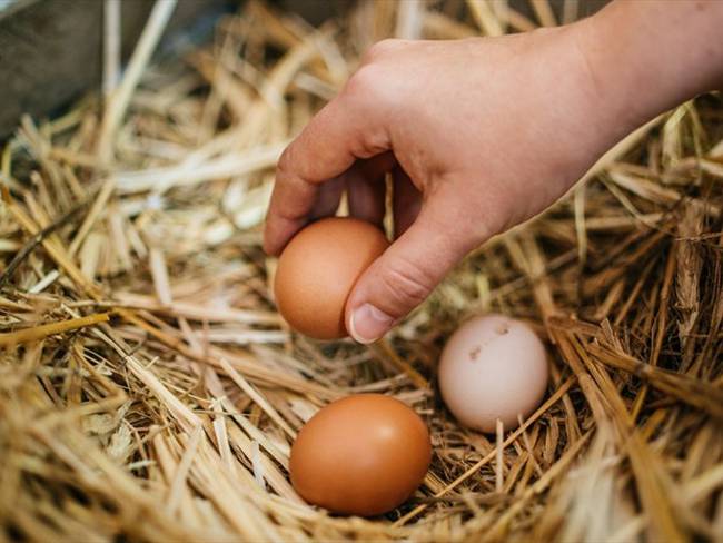 ¿Colombia importa huevos desde Alemania? SAC responde