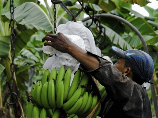 Minagricultura respondió sobre posible aparición de hongo en cultivos de banano. Foto: Getty Images