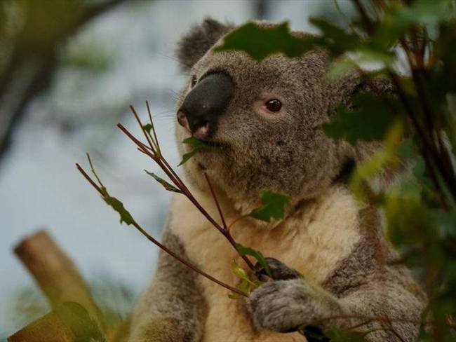 Koalas en Australia. Foto: Getty Images