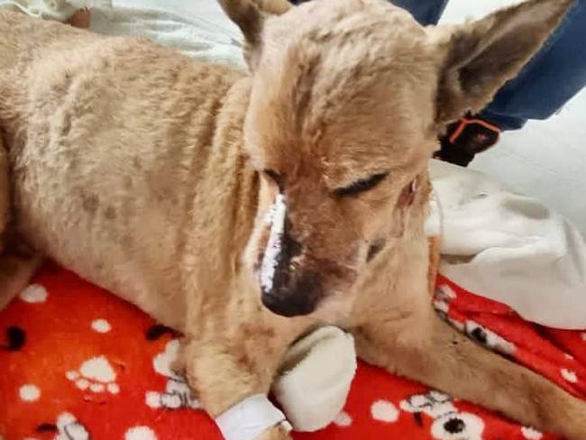 El canino fue intervenido quirúrgicamente como consecuencia de tres graves heridas. Crédito: Policía Popayán. 