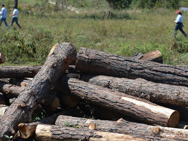 La Fiscalía desarrolla estrategias contra las organizaciones criminales responsables de la acelerada deforestación en el país. Foto: Getty Images
