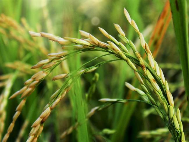 Fedearroz solicitó una respuesta al Gobierno Nacional sobre las peticiones para mejorar las condiciones de comercialización del arroz en el territorio nacional. Foto: Getty Images / TRIE AMBAR
