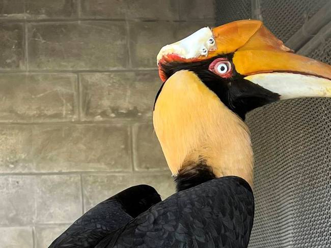 Operan exitosamente a ave con cáncer en zoológico de Florida, tras colocar prótesis hecha en impresora 3D. Foto: EFE