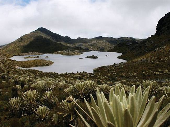 Dentro de los objetivos de la Alianza está la protección del bosque alto andino y el Páramos de Santurbán. Foto: Colprensa