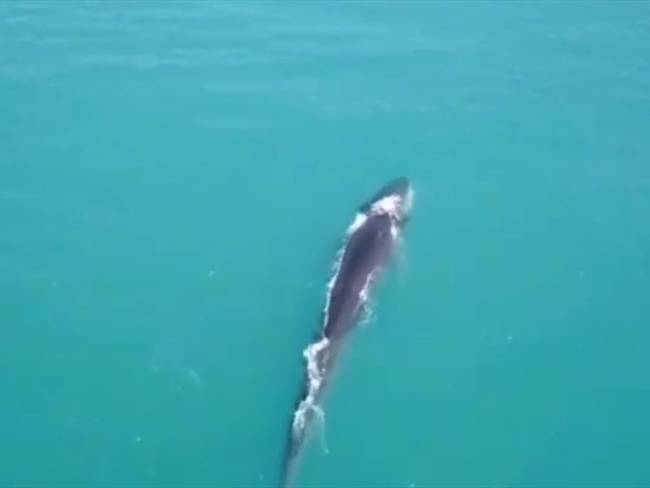 La ballena de aleta es la segunda más grande del mundo.. Foto: Cortesía
