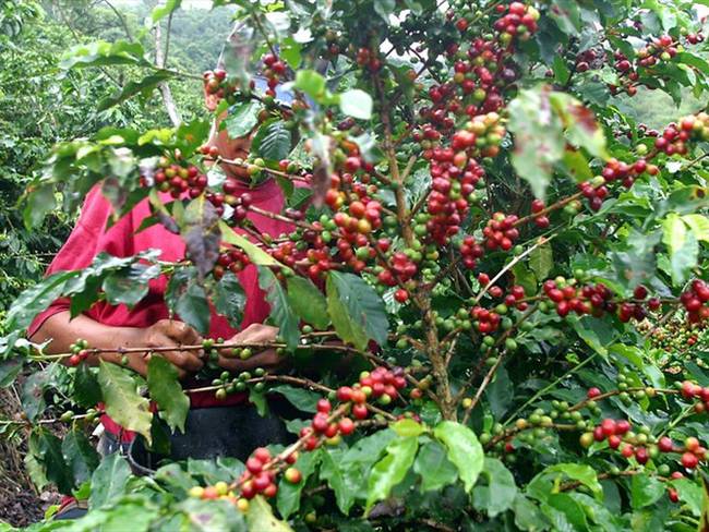 Producción de café cayó 16% para agosto por las manifestaciones. Foto: Colprensa