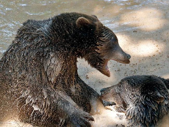 ¿Se enfrentaría usted a un oso americano en un programa de televisión?. Foto: Getty Images
