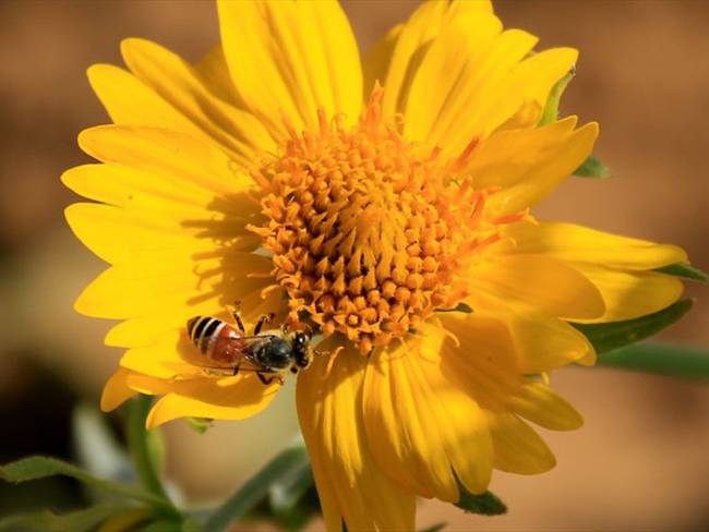 Nos tenemos que sentar con el Gobierno Nacional para identificar cuántas abejas se han visto afectadas por este insecticida; sabemos que hay pérdidas importantes: abogado Luis Domingo Gómez. Foto: Getty Images
