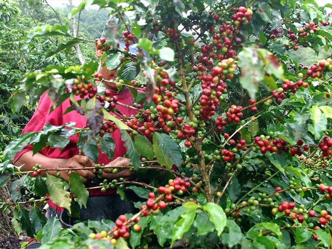 Niveles de broca y roya en cultivos de café / imagen de referencia. Foto: Colprensa