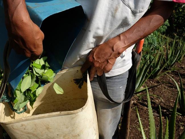 Cultivadores de coca. Foto: Getty Images.