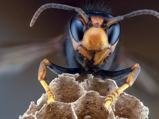 La vespa mandarinia o avispón gigante asiático es un insecto que puede llegar a medir hasta cinco centímetros y podría afectar a los seres humanos. Foto: Getty Images