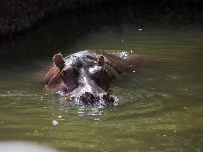 Hipopótamos como especie invasora: ¿qué sigue para el control poblacional de estos animales?