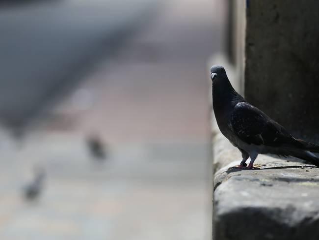 Denuncian envenenamiento masivo de palomas en el barrio Quirigua, en Bogotá