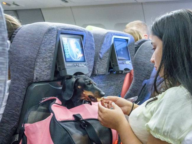 Esto es lo que debe tener en cuenta al momento de viajar con su mascota en avión. Foto: Getty Images