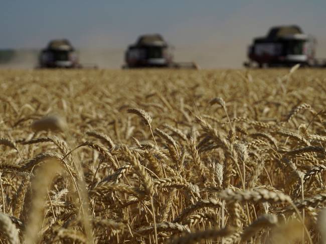 Pedimos crear un canal para sacar el cereal: Confederación Agraria de Ucrania