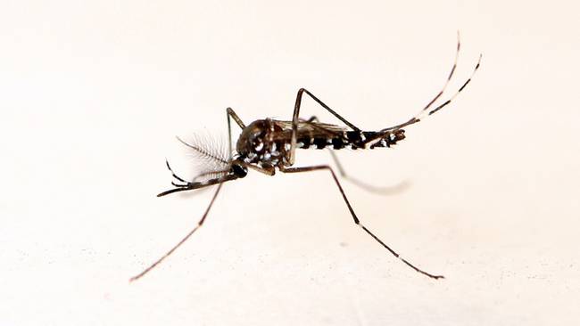 Aumentan casos de malaria en Risaralda / Foto: Oficial OIEA