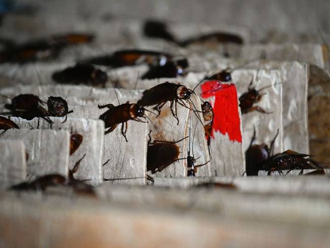 Las cucarachas están llenas de genes que les permite adaptarse a cualquier entorno. Foto: Getty Images