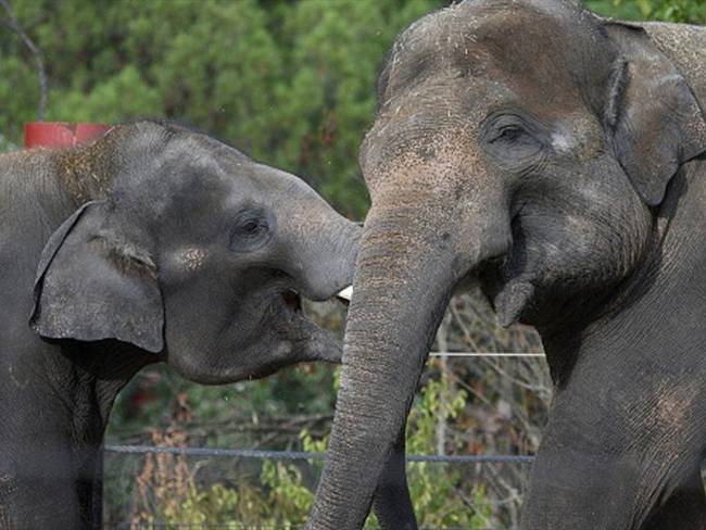 Los elefantes se están extinguiendo rápidamente, dicen expertos. Foto: Getty Images