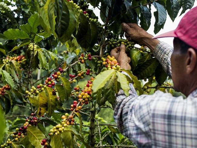 Día Mundial del Café: ¿cómo es la calidad del café que se consume en Colombia?. Foto: Getty Images / MODOC STORIES