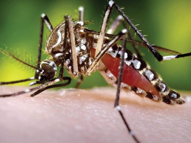 En lo corrido del año 2020 el dengue ha cobrado la vida de cuatro personas en el Valle del Cauca. Foto: Colprensa