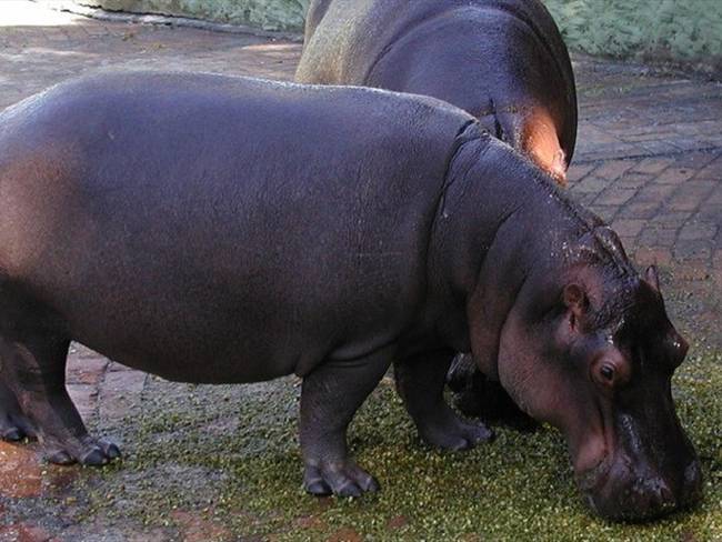 Un estudio científico publicado por la Universidad de Florida recomienda adoptar medidas ante el impacto ecológico de los hipopótamos colombianos. Foto: Colprensa