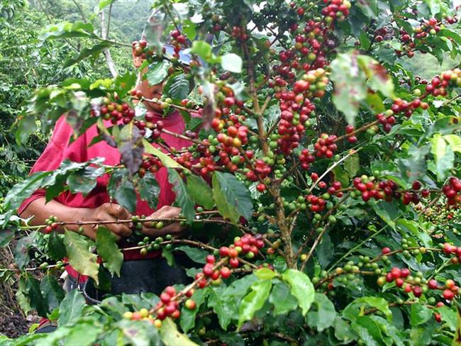 Producción de café en octubre. Foto: Colprensa