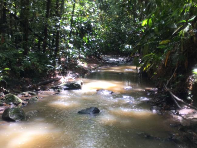 Proyecto de transmisión de energía atraviesa bosque seco tropical / Foto: Suministrada comunidad