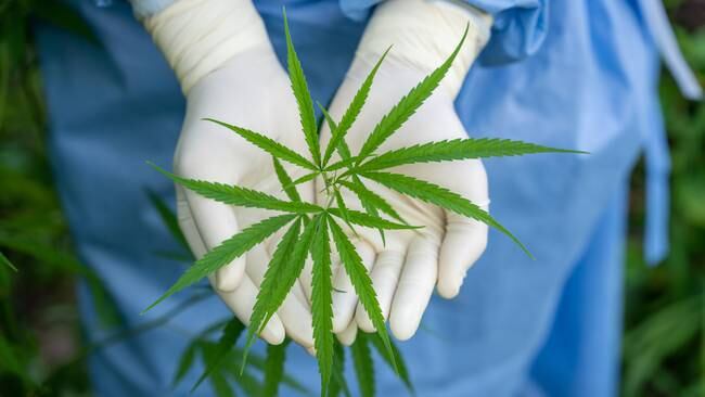 Se realizó la primera encuesta de la industria del cannabis. Foto: Getty Images