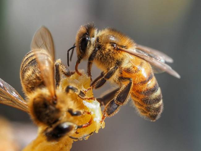 Científicos quieren poner a prueba abejas para detectar el COVID-19. Foto: Getty Images