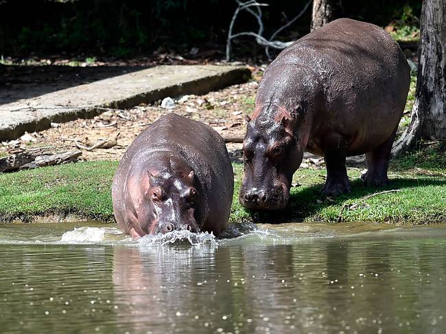 Hipopótamos en Colombia: ¿qué soluciones hay ante el problema y para proteger a los animales?