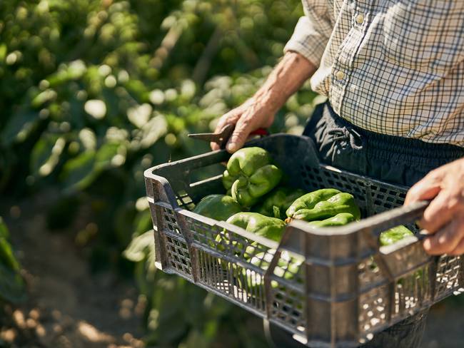 ¿Cuál es el panorama de los agricultores en Cundinamarca?