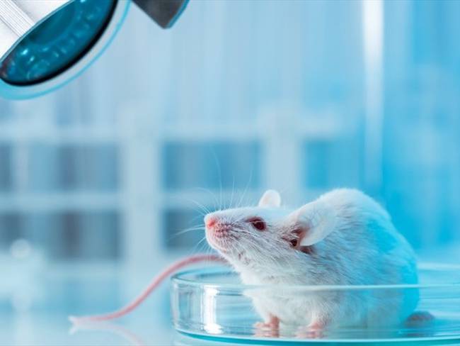 Foto de referencia de un ratón en un laboratorio. Foto: Getty Images